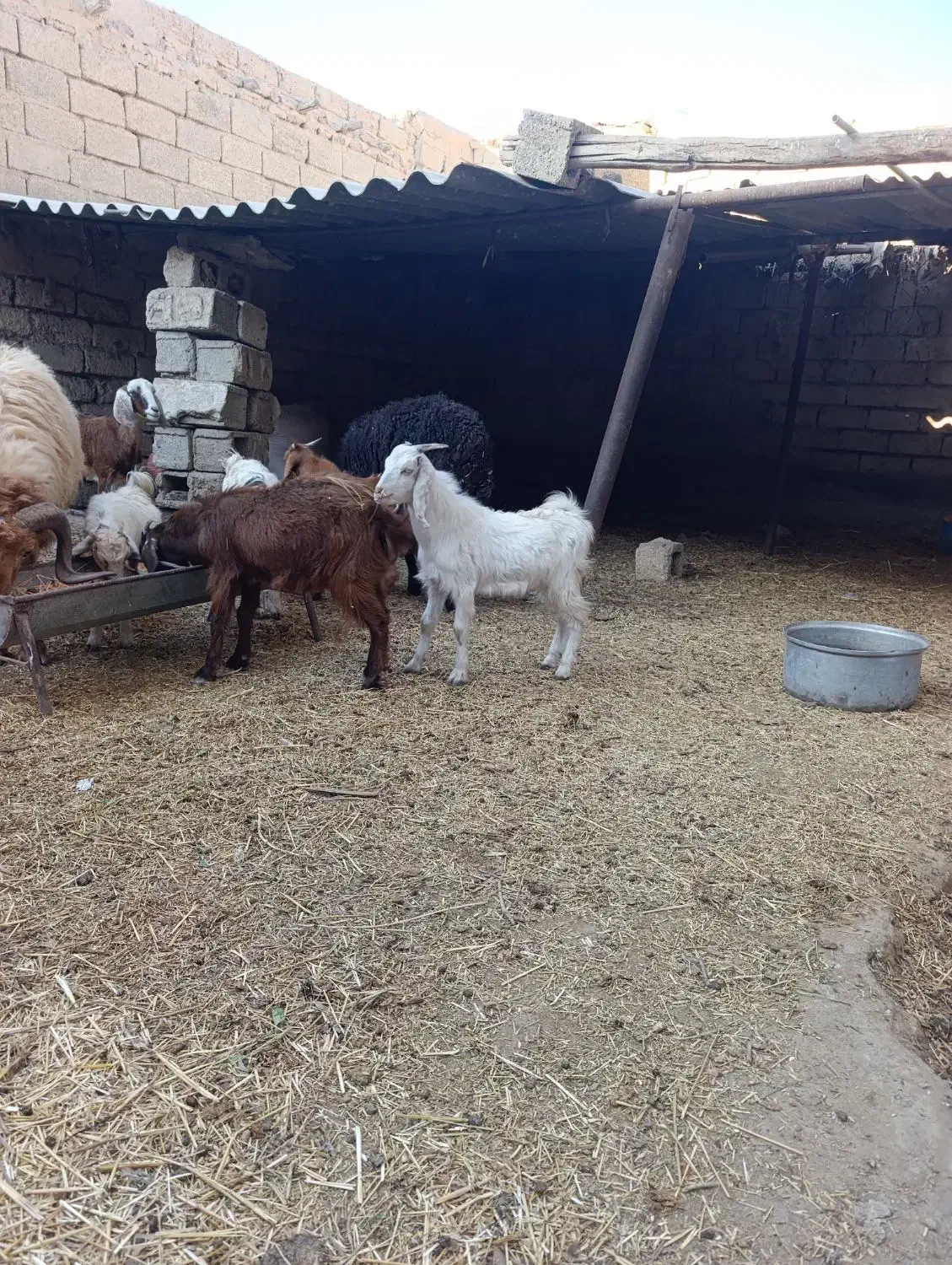 یک قوچ و چهار تا بز|حیوانات مزرعه|شادگان, |دیوار