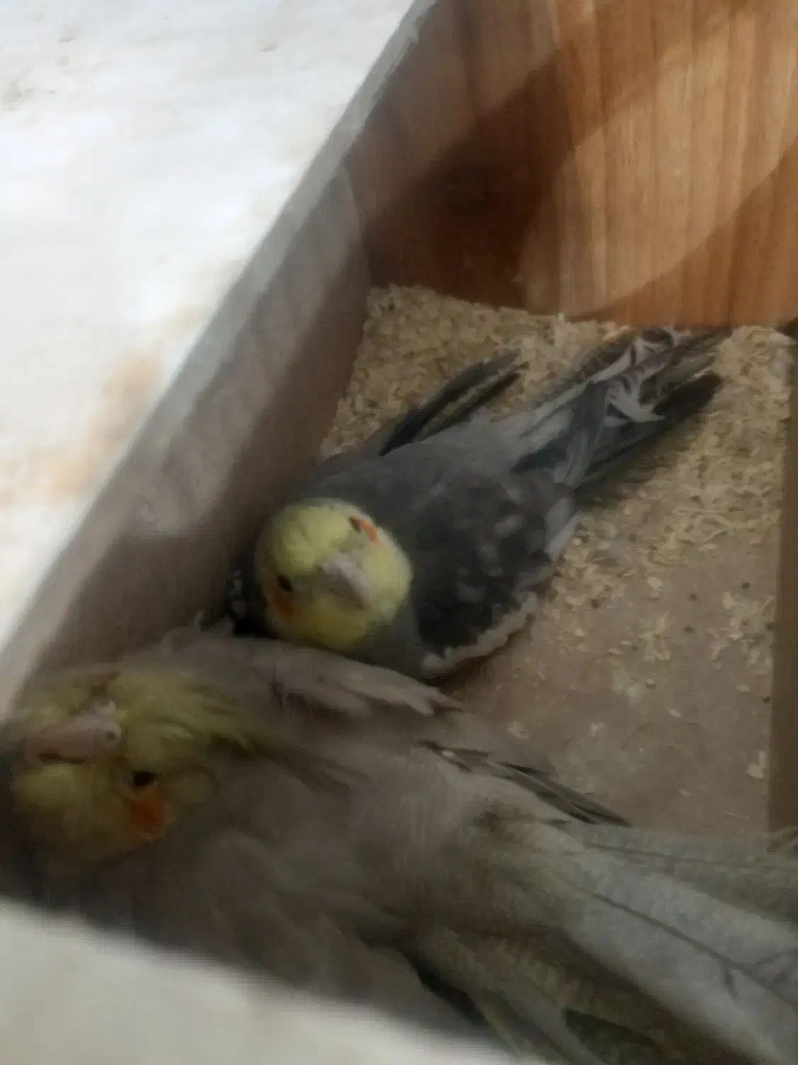 عروس هلندی وکوتوله بریزیلی|پرنده|آزادشهر, |دیوار