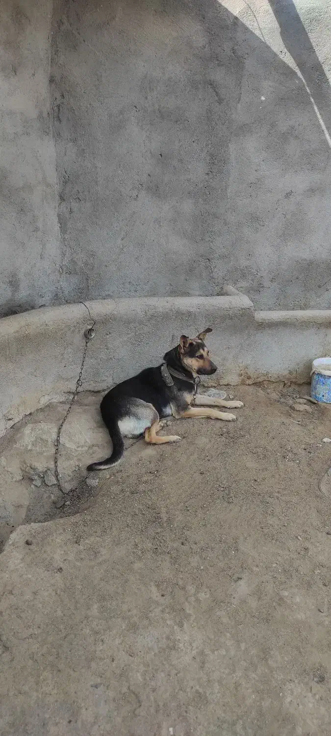 سگ گله|سگ|مشهد, ویلاشهر|دیوار