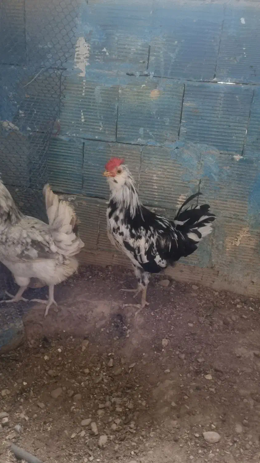 مرغ و خروس گلین ریشی چهلتاج|حیوانات مزرعه|کاکی, |دیوار