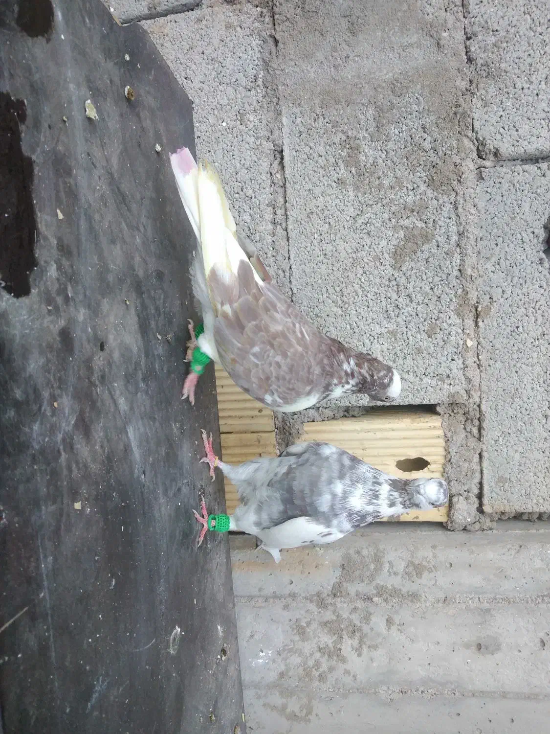 یه جفت کبوتر عتیقه ساعتی|حیوانات|مسجد سلیمان, |دیوار