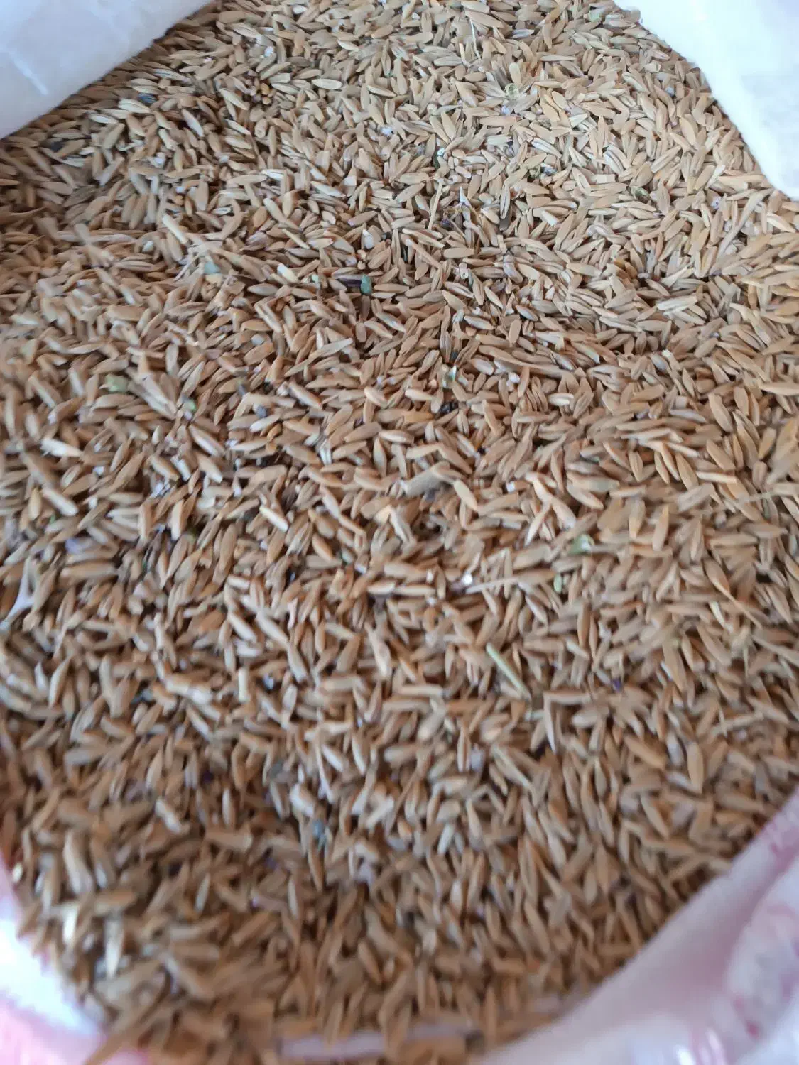 جو محلی|خوردنی و آشامیدنی|شیراز, داریون|دیوار