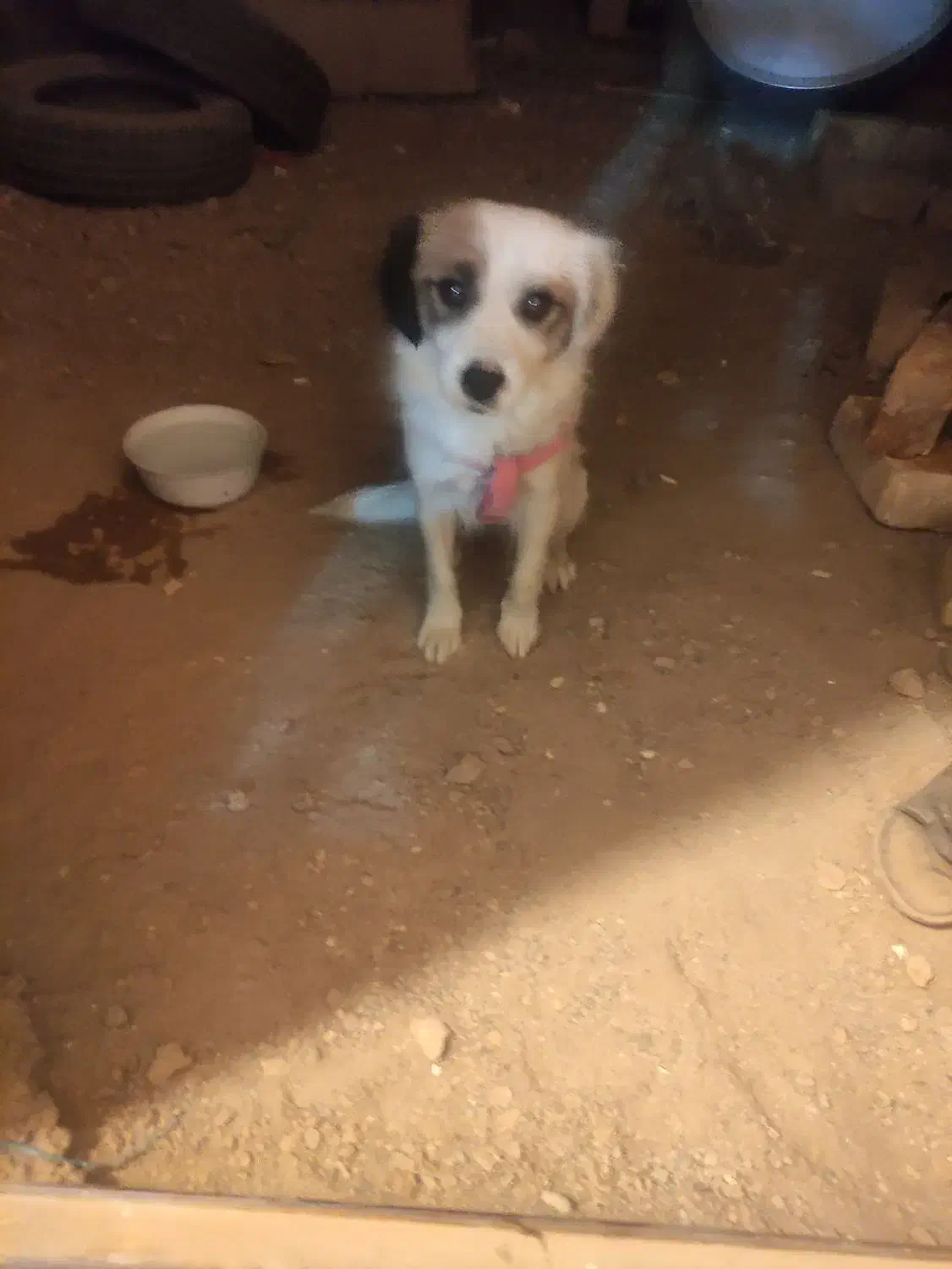 سگ  پاپی پامراشپیتز حرف گوش کن|سگ|مبارکه, |دیوار