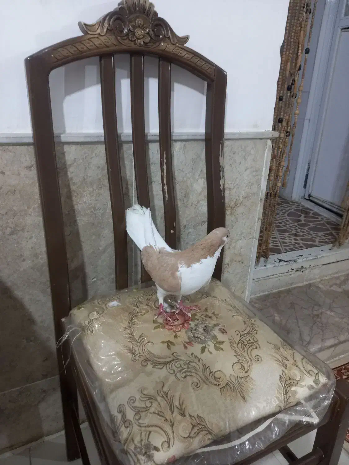 چپ زردنر|پرنده|نیشابور, رحمت آباد|دیوار