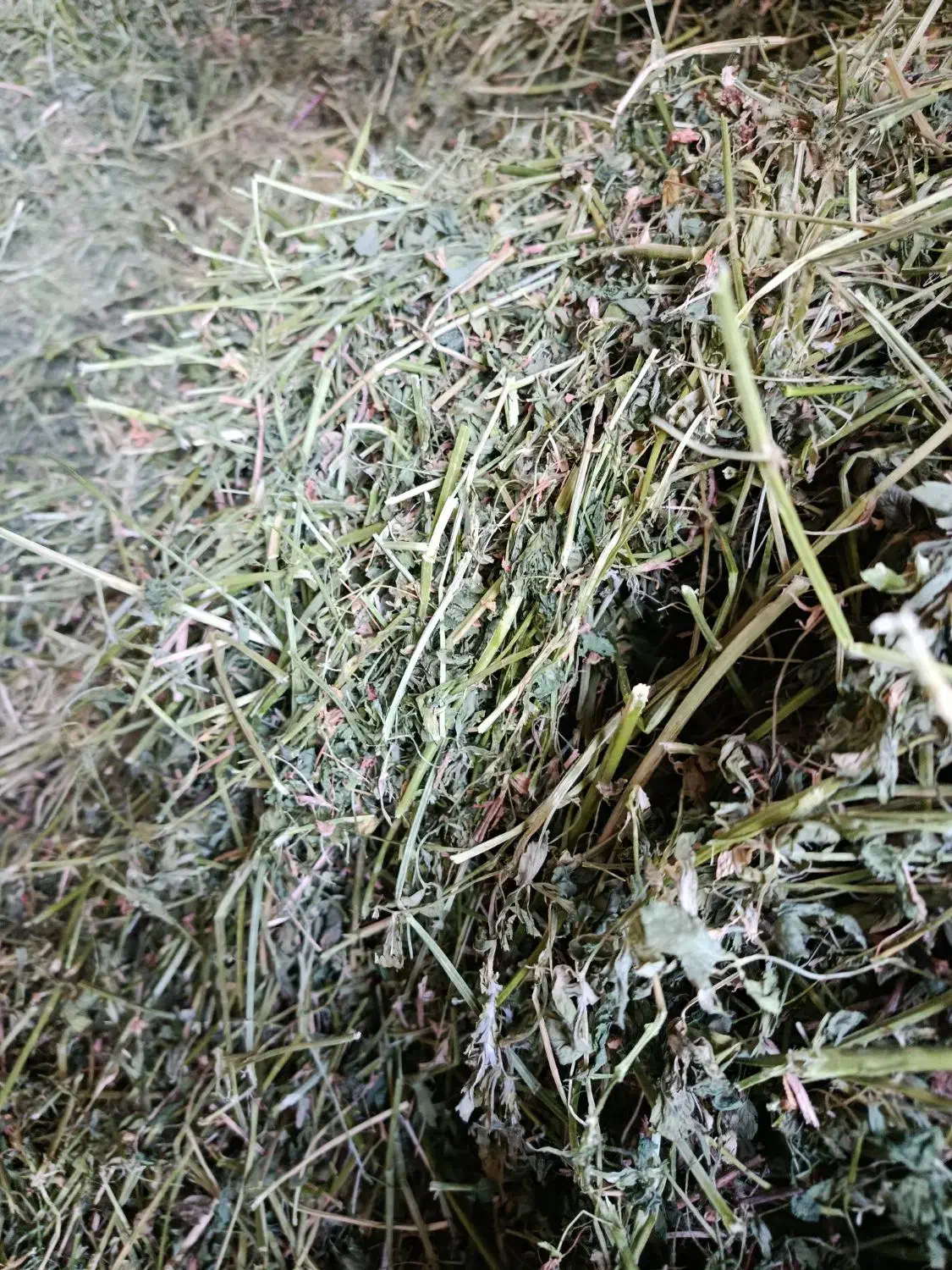 یونجه کردستان در لاهیجان|اسب و تجهیزات اسب‌سواری|رودبنه, |دیوار