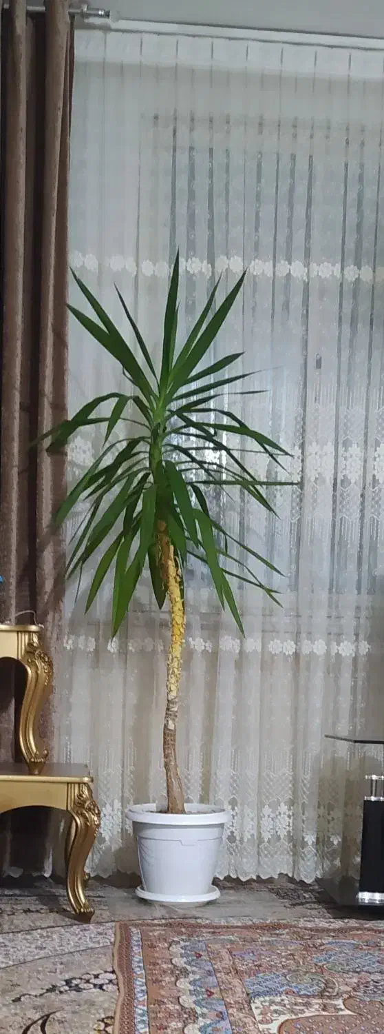 گل طبیعی|گل و گیاه طبیعی|نیشابور, امام خمینی|دیوار