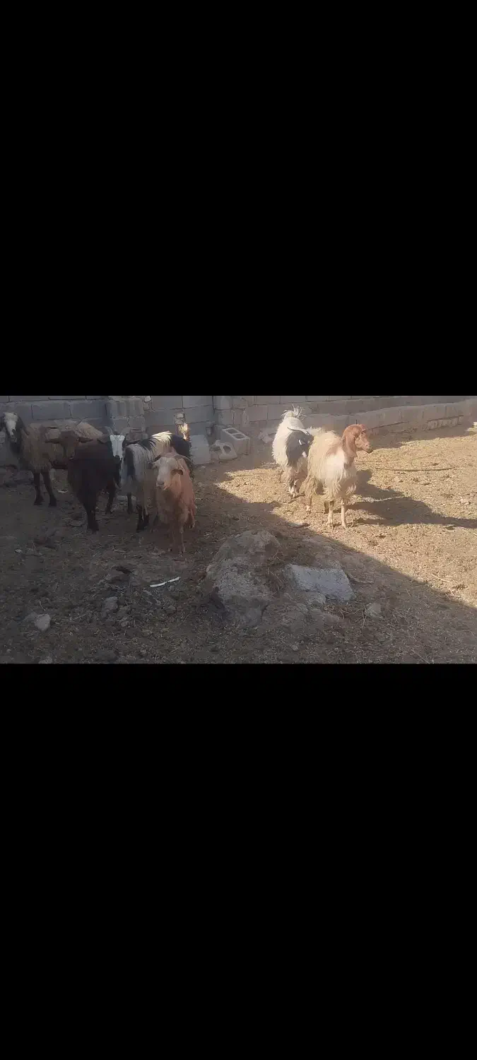 بز کهره ومیش|حیوانات مزرعه|مرودشت, تامین اجتماعی|دیوار