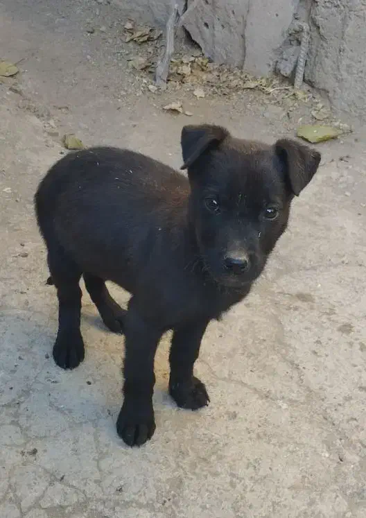 پیتبول|سگ|بازرگان, |دیوار