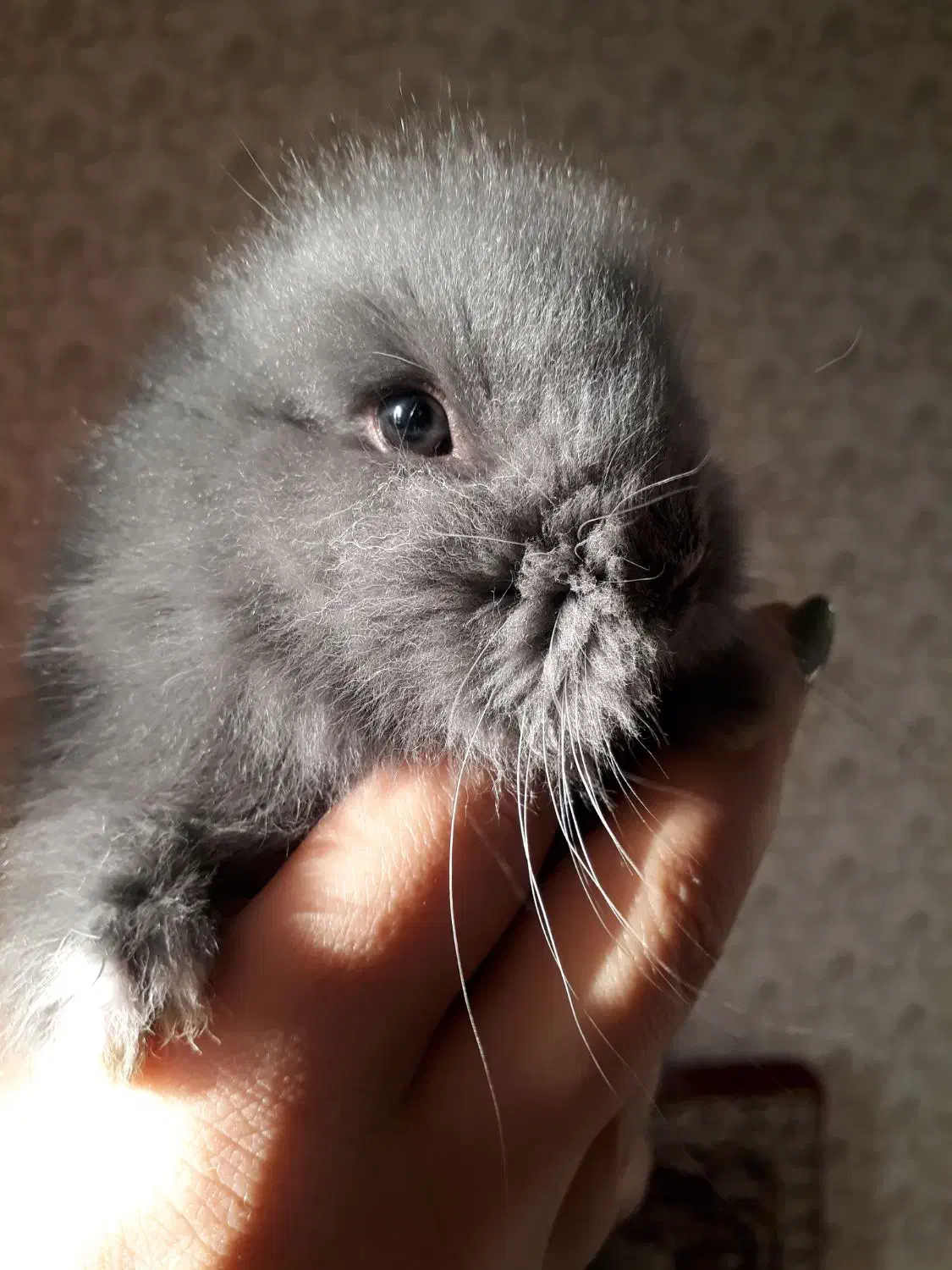 خرگوش نژاد دار|موش و خرگوش|قرچک, میرزائی شمالی|دیوار