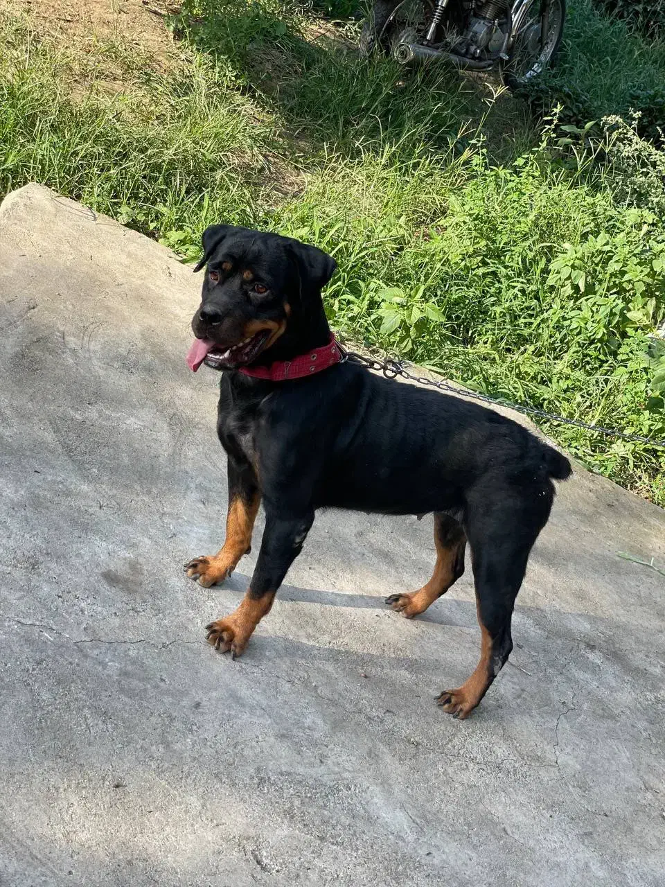 سگ روتوایلر|سگ|رحیمآباد, |دیوار