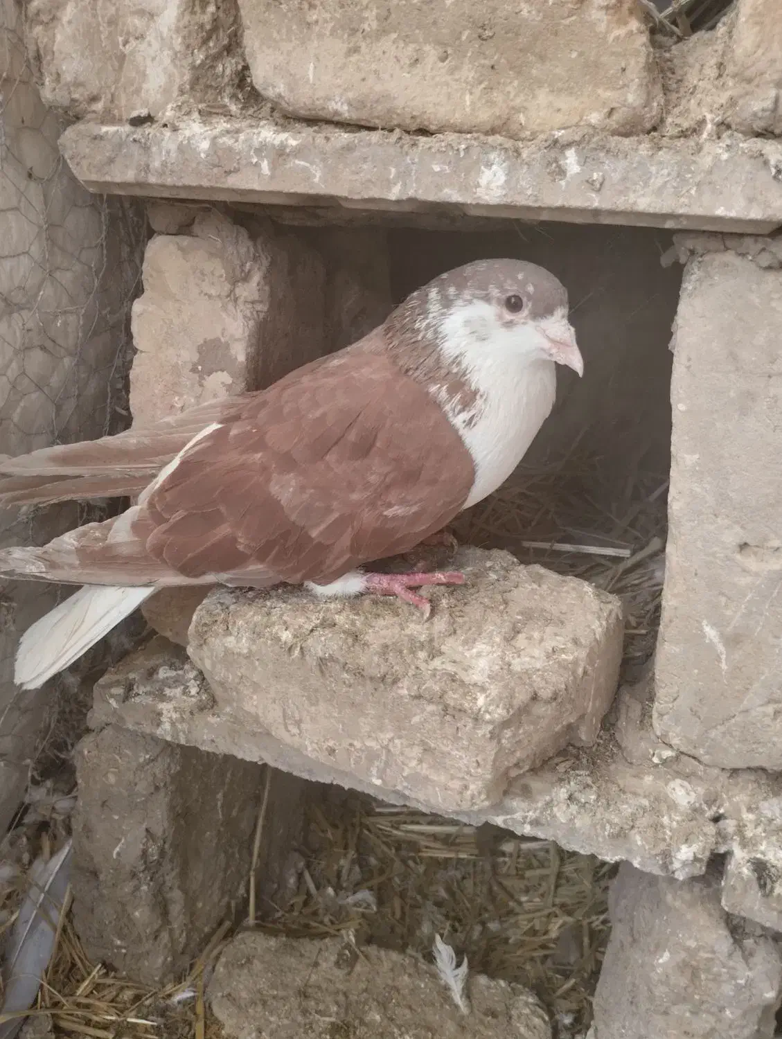 صده قزمز|پرنده|باشتین, |دیوار