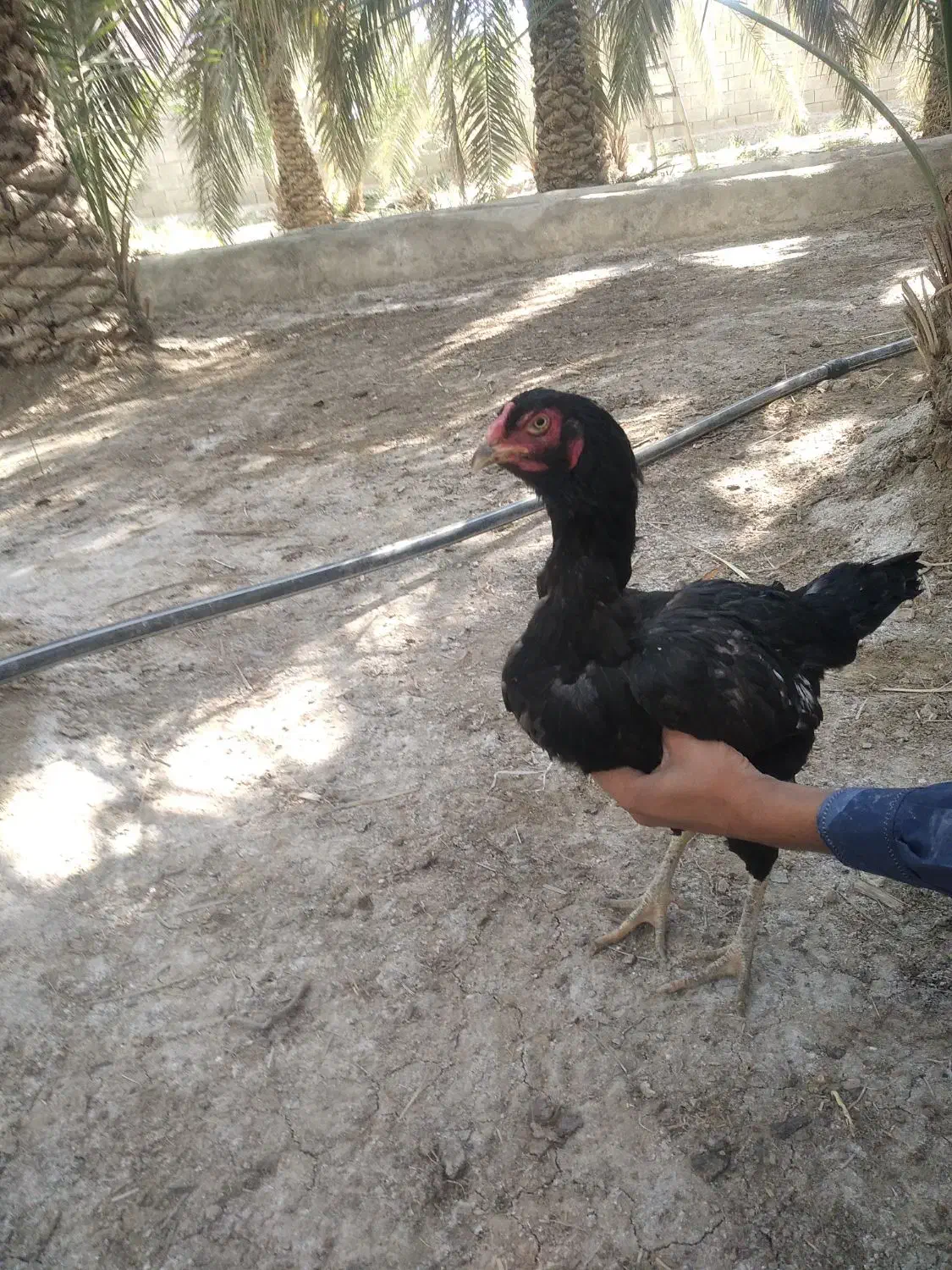 ماکیان|حیوانات مزرعه|سراوان, |دیوار