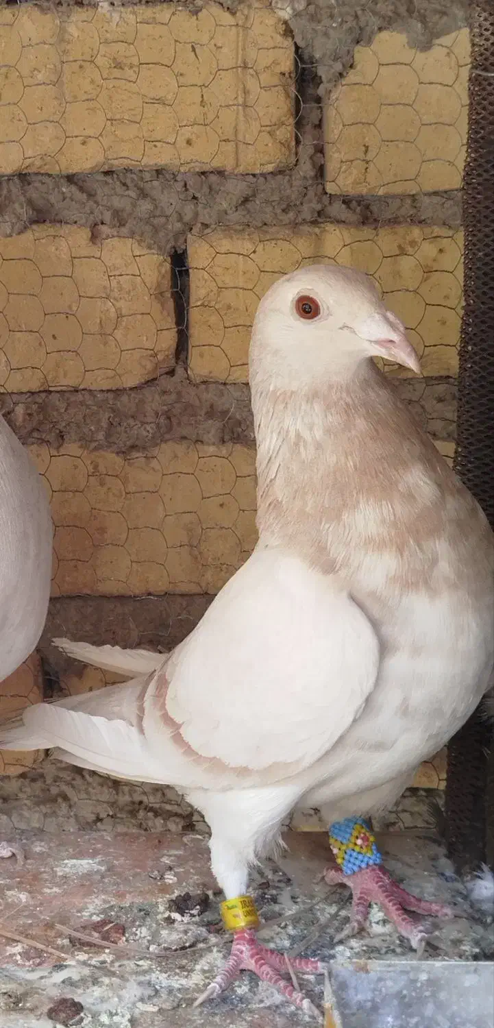 دسته کفتر پلاکی و جفت شوریستر|پرنده|شیراز, دانشگاه شیراز|دیوار