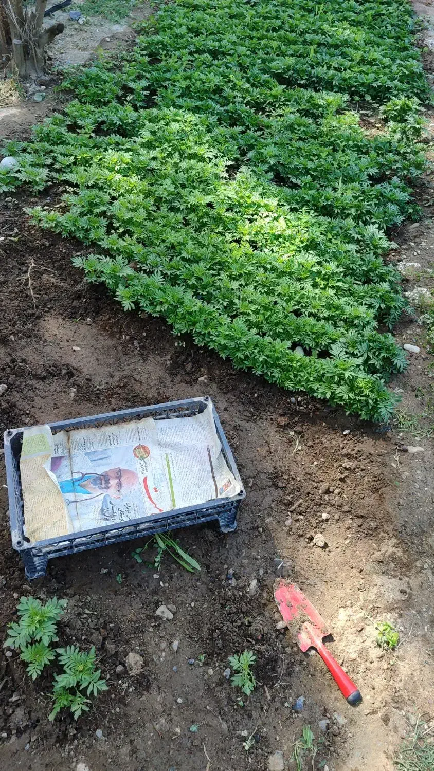 گل فصلی|گل و گیاه طبیعی|بیکاه, |دیوار