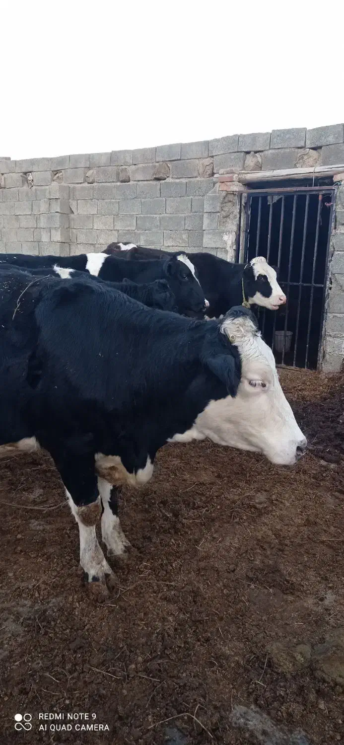 گاو سیمیتال سیاه|حیوانات مزرعه|نوشین شهر, |دیوار