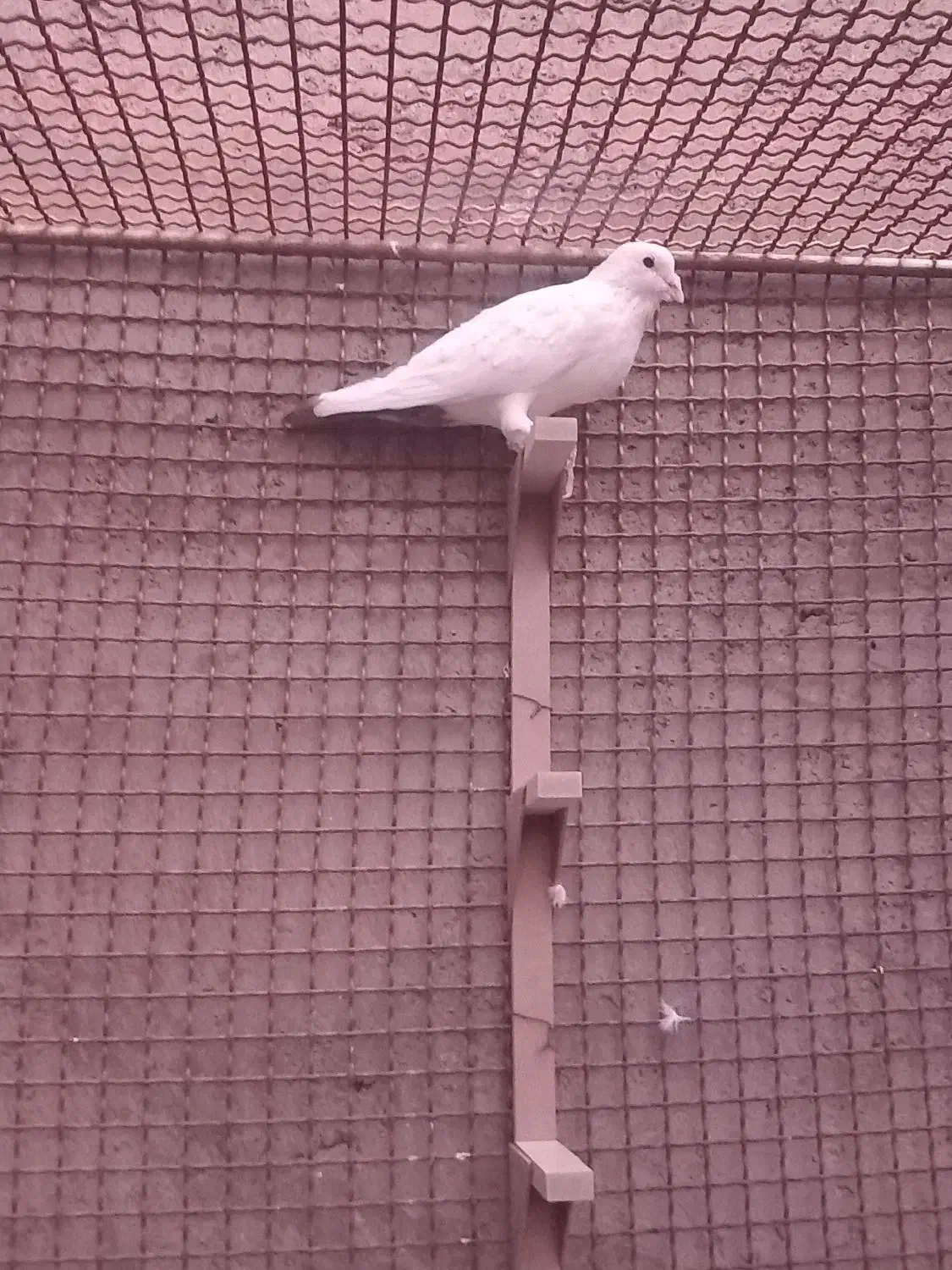 نر دم قهوه ای دم قفل|پرنده|راور, |دیوار