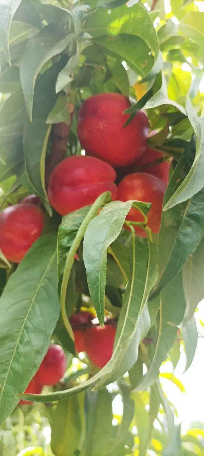 انواع نهال شلیل|خدمات باغبانی و درختکاری|شاهین‌شهر, فرودگاه هسا|دیوار