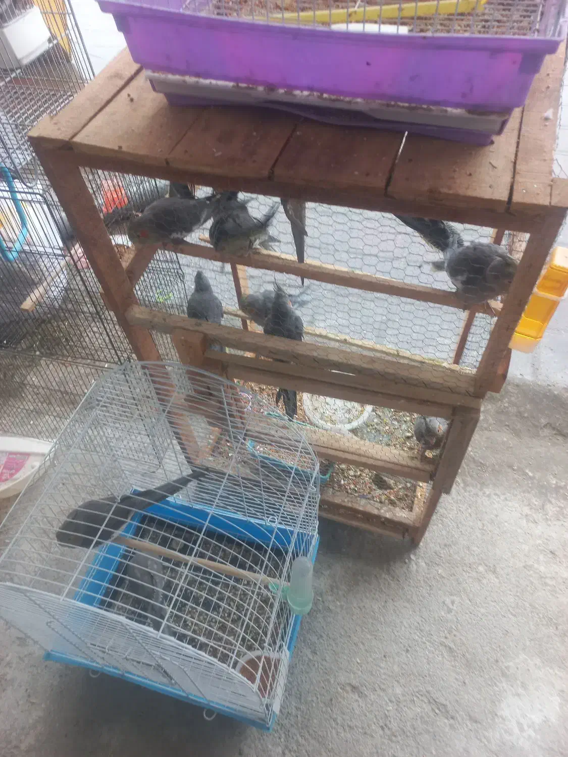 طوطی عروس|پرنده|رشت, یخسازی|دیوار