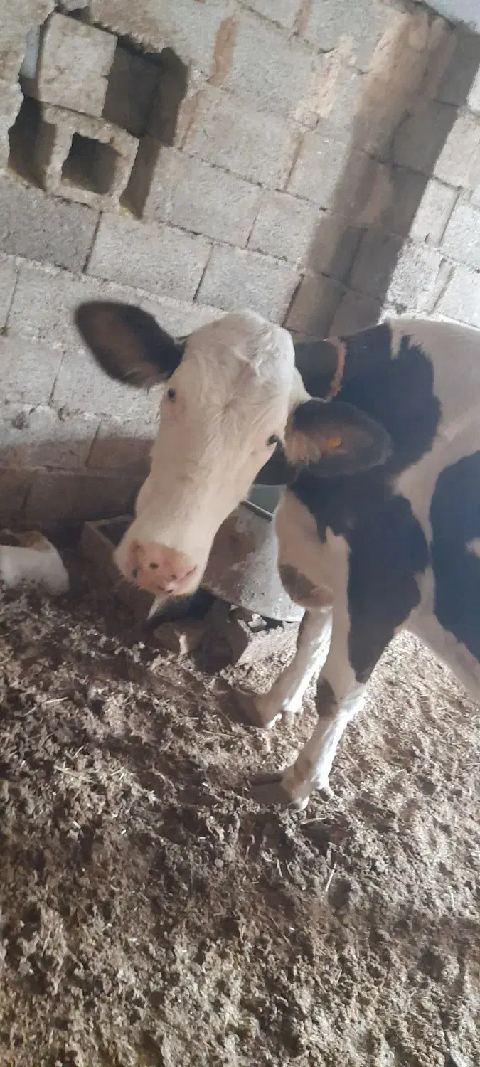 گاوسیمنتال|حیوانات مزرعه|داران, |دیوار