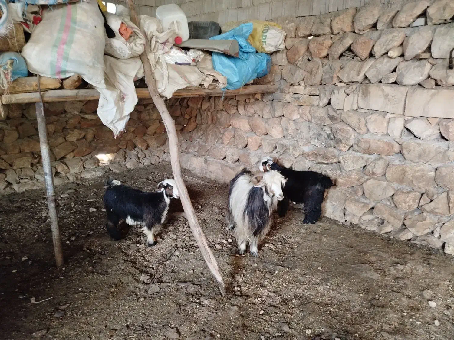 تیر بز|حیوانات مزرعه|ایذه, |دیوار