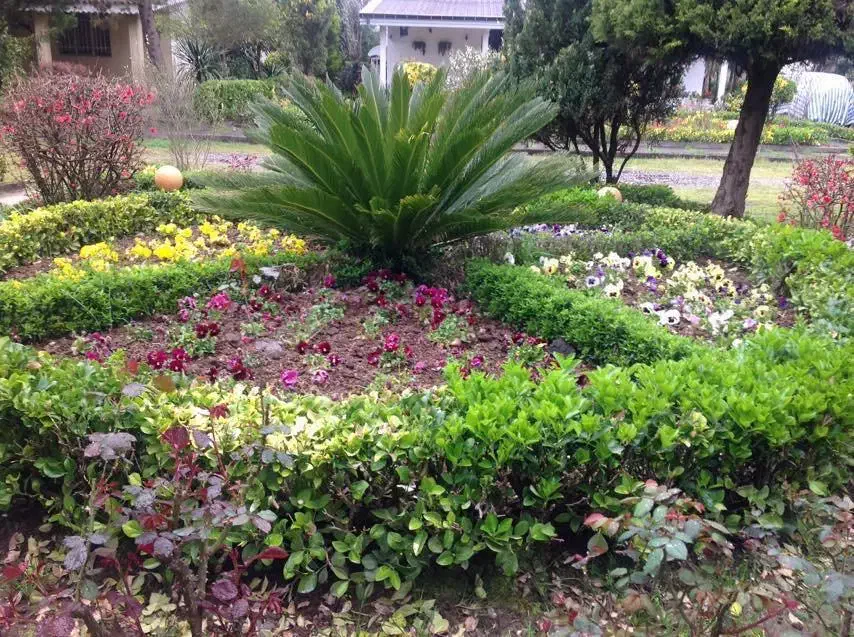 علف زنی|خدمات باغبانی و درختکاری|کومله, |دیوار