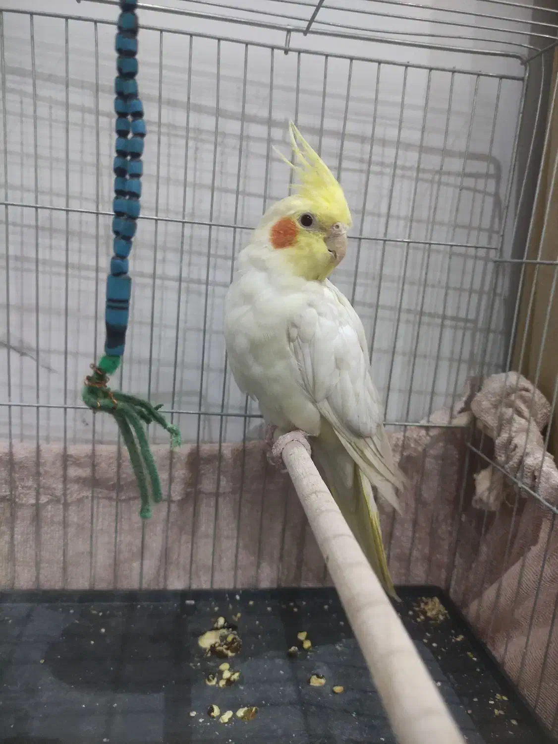 فروش عروس هلندی نر|پرنده|ساوه, |دیوار