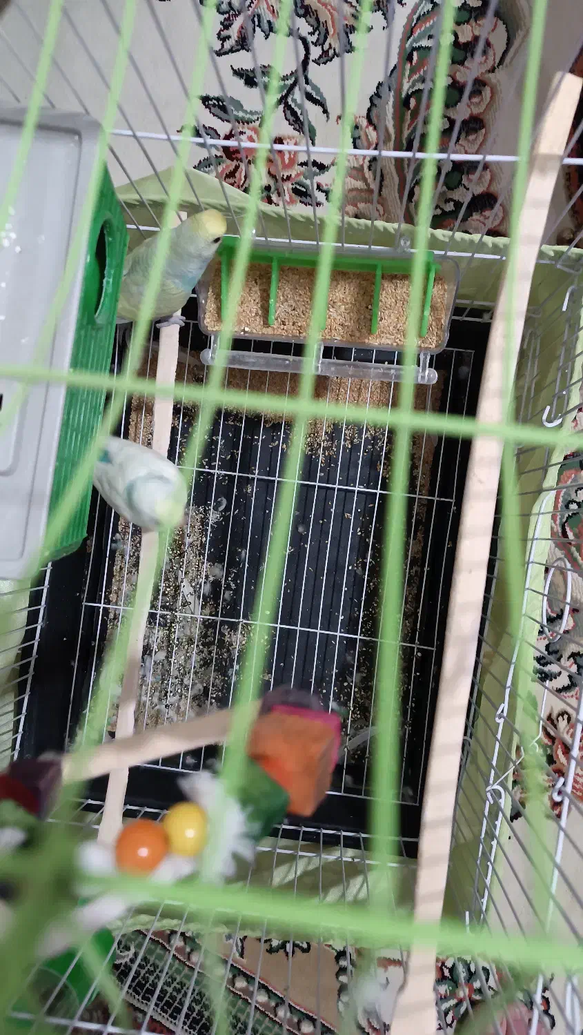 مرغ عشق|پرنده|دماوند, مسکن مهر گیلاوند|دیوار