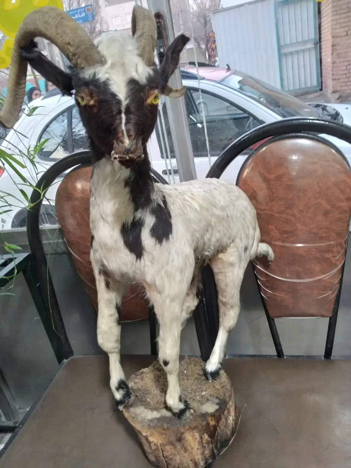 دکوری بز|مجسمه، تندیس، ماکت|ری, سیزده آبان|دیوار