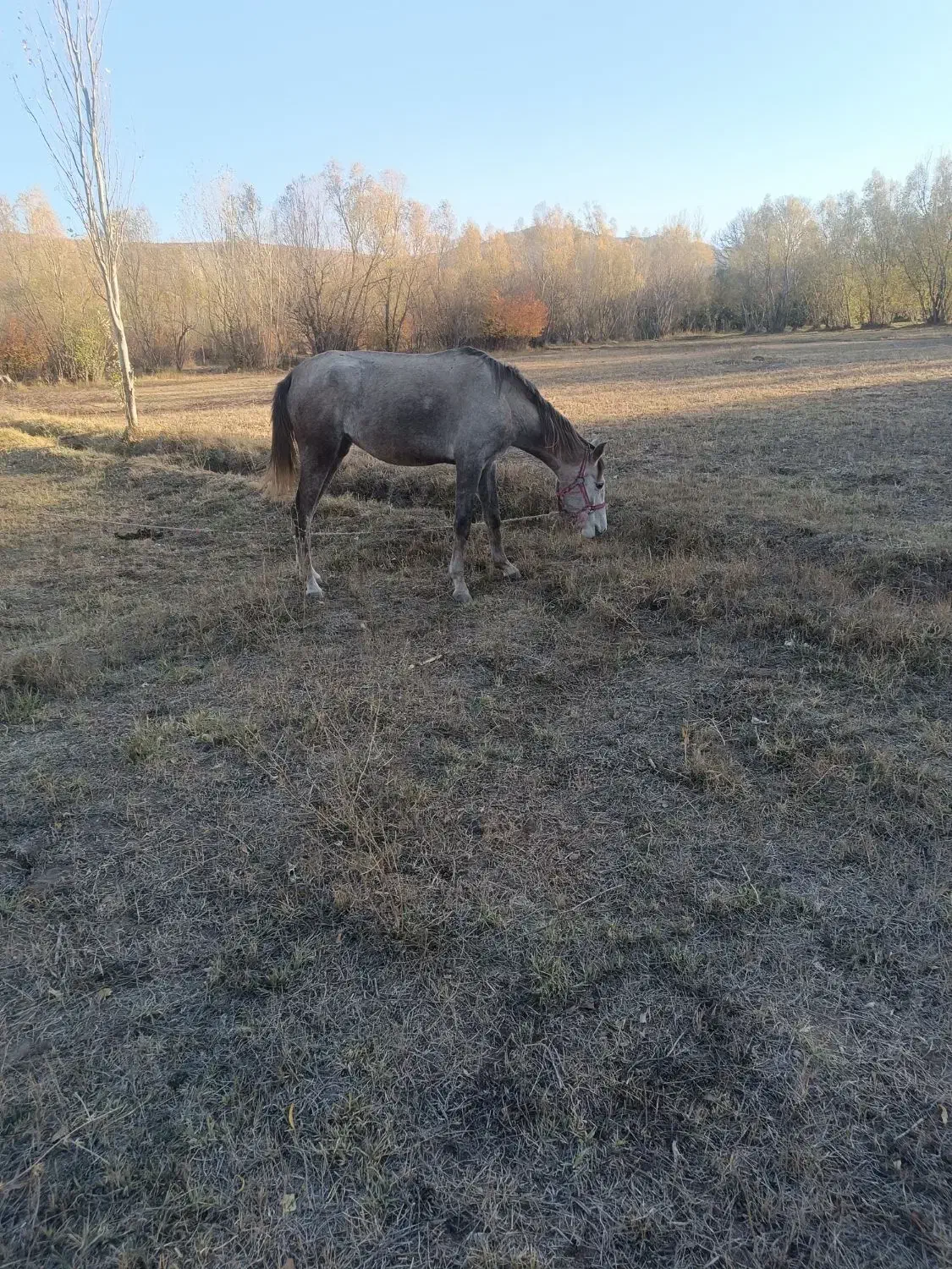 اسب مادیان|اسب و تجهیزات اسبسواری|کوراییم, |دیوار