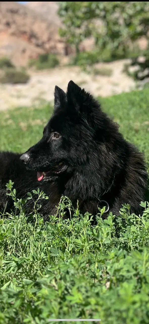 ژرمن بلک|سگ|چترود, |دیوار