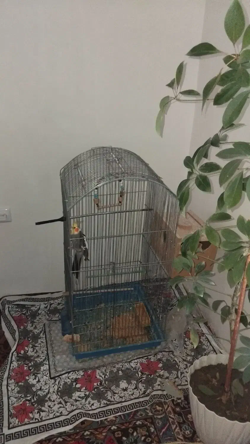 عروس هلندی باجفت جوجه دون خور|پرنده|چالدران, |دیوار