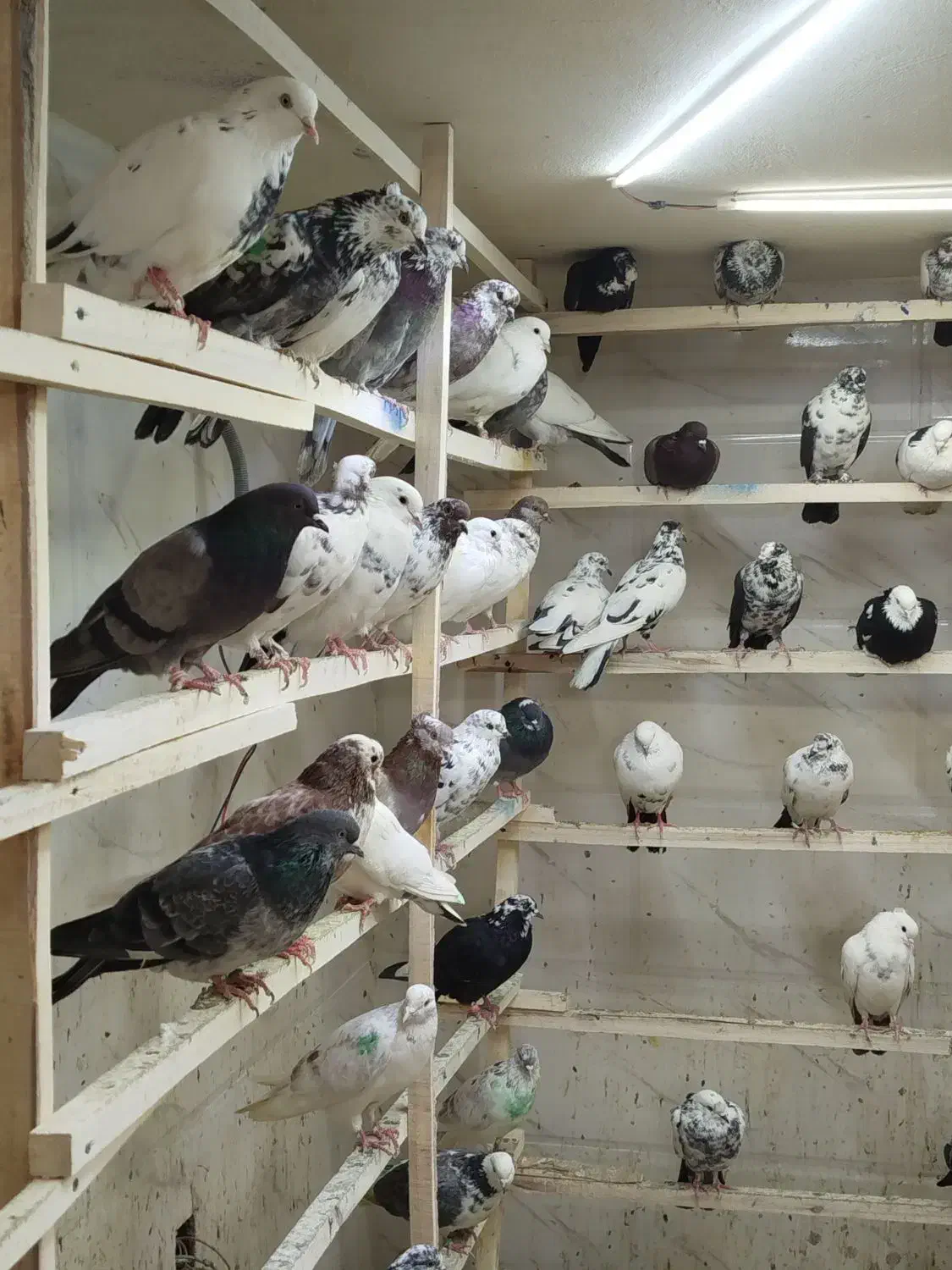 کبوتر بارجدید ۹/۱۰.دوشنبه .کفترتعداد.سواکن و جداکن|پرنده|کرج, حیدرآباد|دیوار