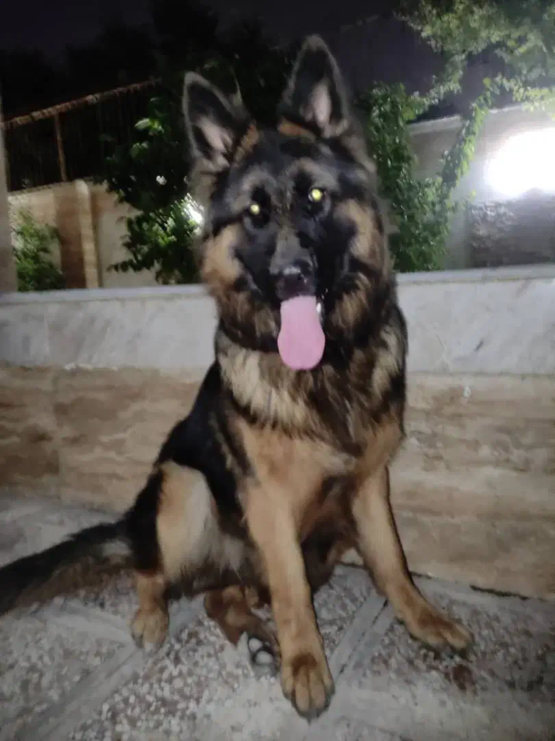 ژرمن شولاین 2 ساله|سگ|فردیس, شهرک ناز|دیوار