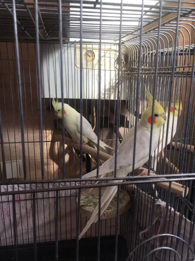 عروس هلندی مولد جفت|پرنده|تهران, خانی آباد نو شمالی|دیوار