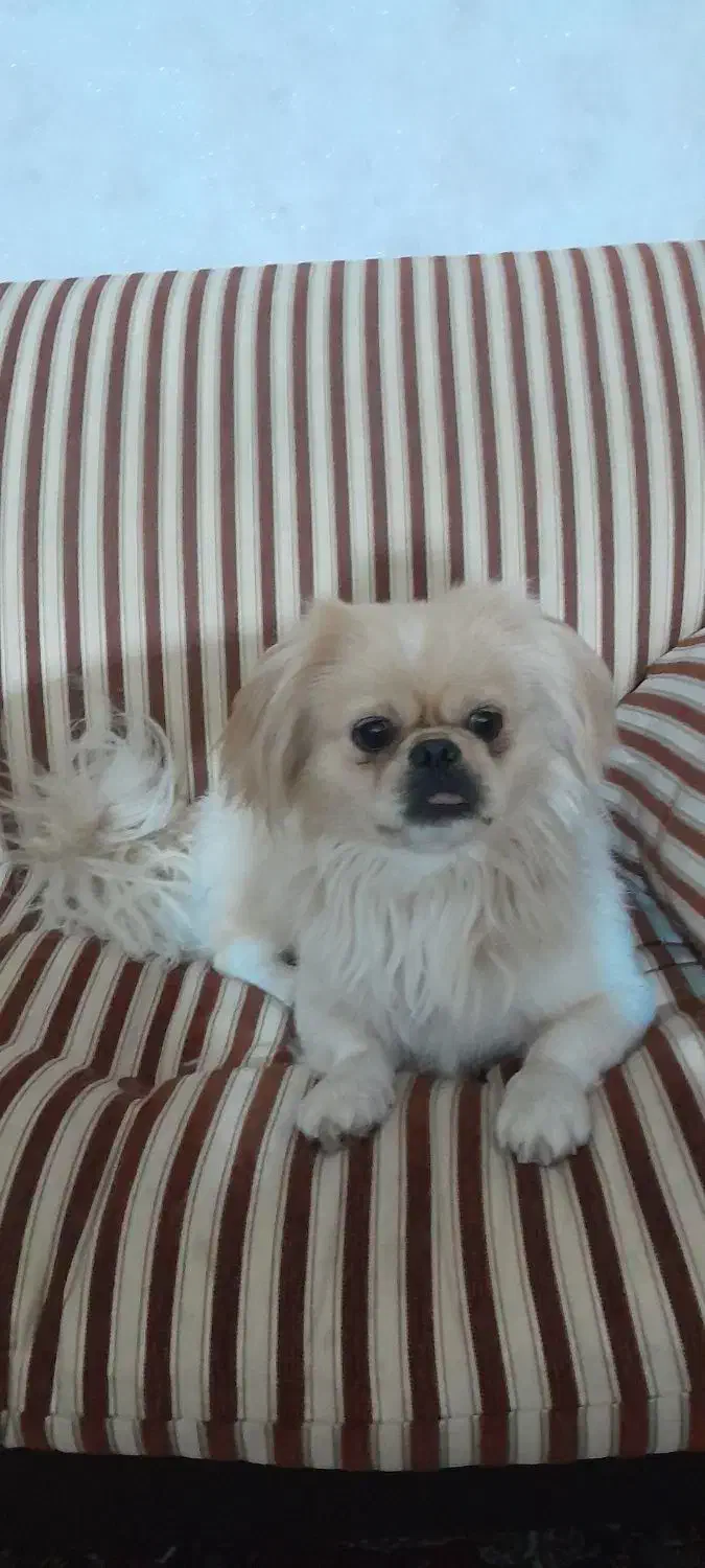 سگ پیکنز نر|سگ|قزوین, |دیوار