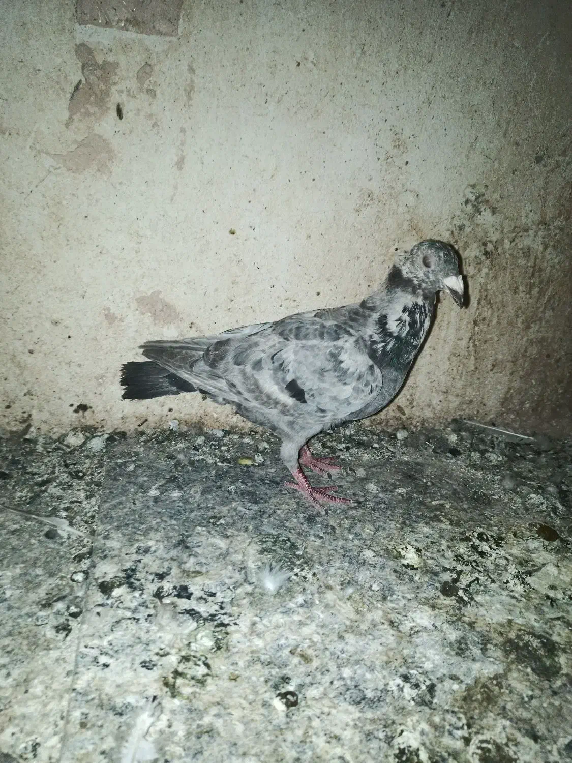 دوتا کفتر پرشی گرفتنی نر|پرنده|سبزوار, پیام|دیوار