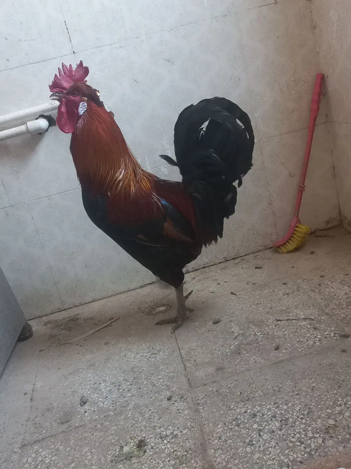 خروس|حیوانات مزرعه|قم, چهار مردان|دیوار