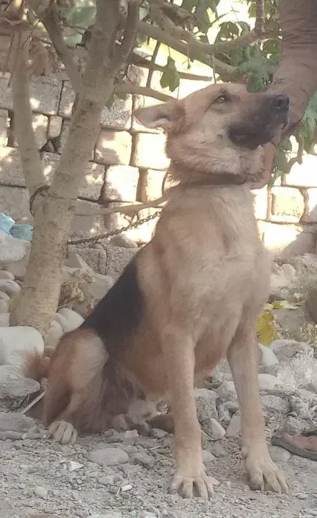 ژرمن|سگ|شوشتر, |دیوار