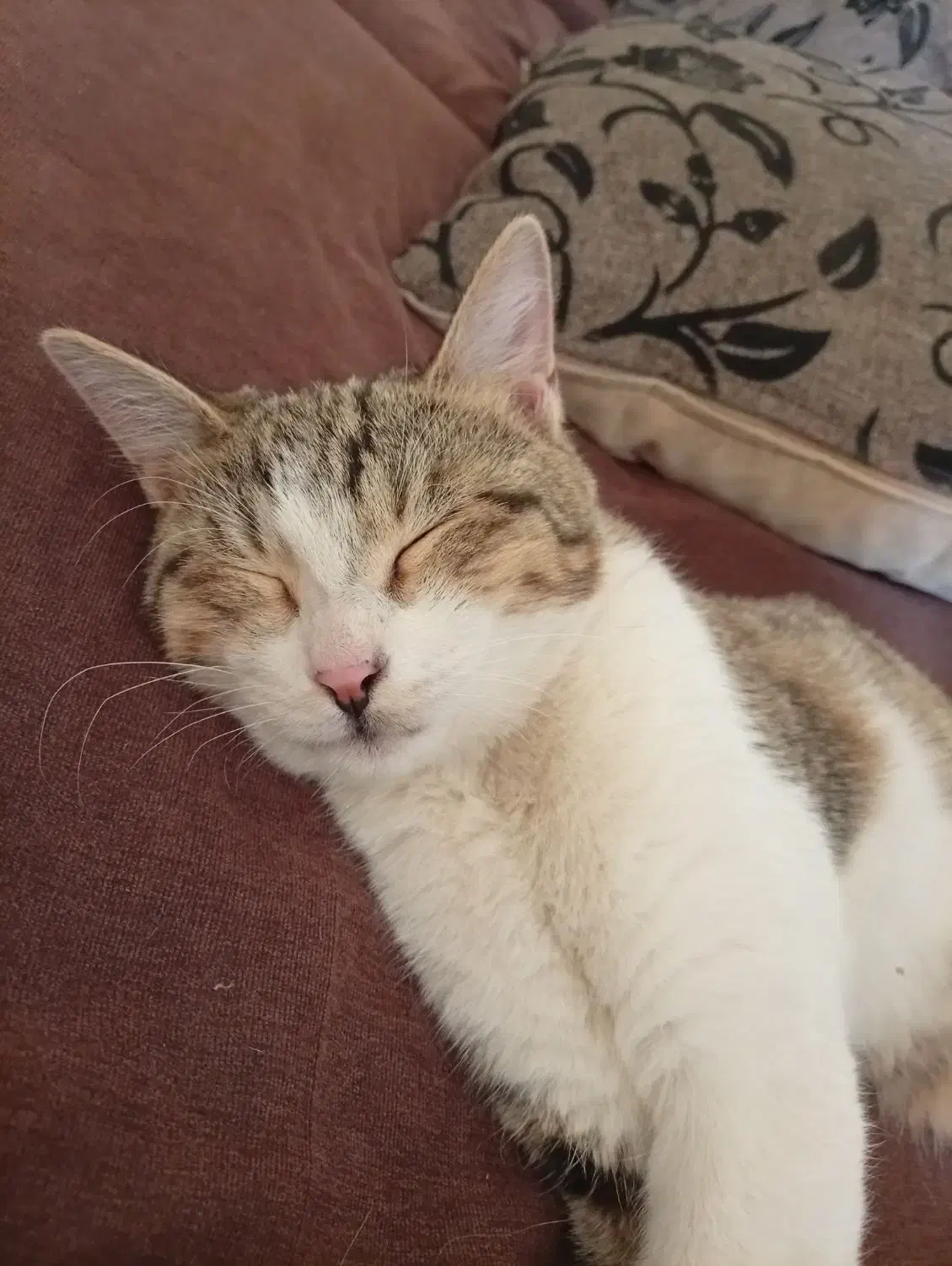 واگذاری گربه نر|گربه|شاهینشهر, مخابرات (شهید بهشتی)|دیوار