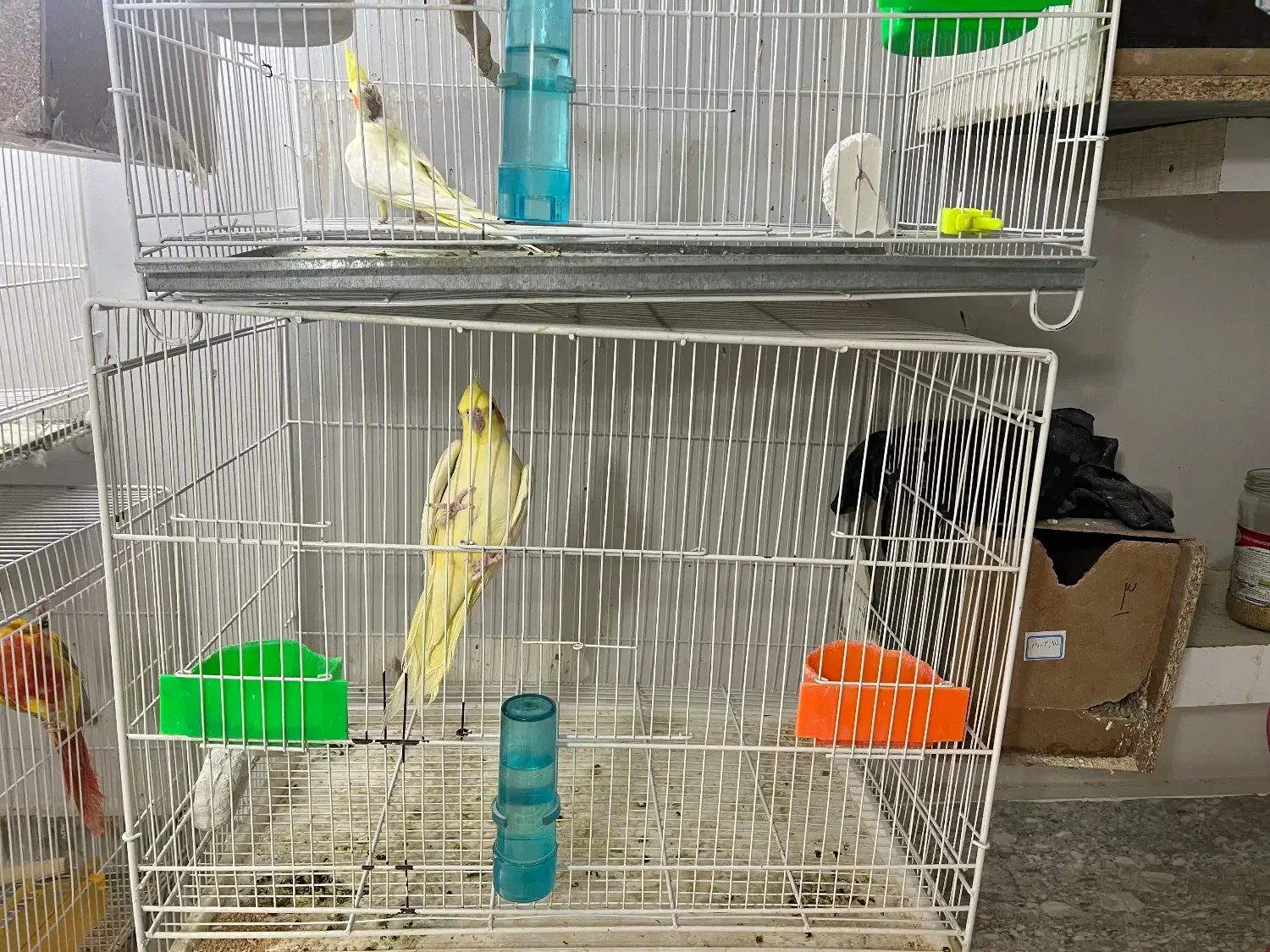 حیوانات|پرنده|تربت جام, المهدی|دیوار