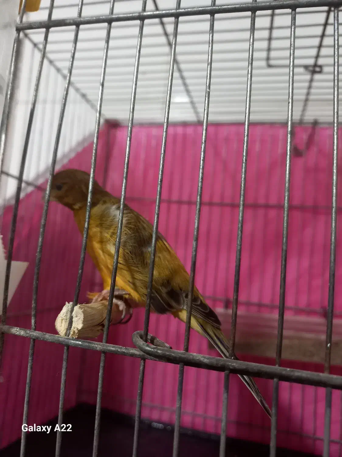 نر سرخ سوخته مست ماده گیرنر۱۲۰۰ماده ۱تومن|پرنده|اندیمشک, |دیوار