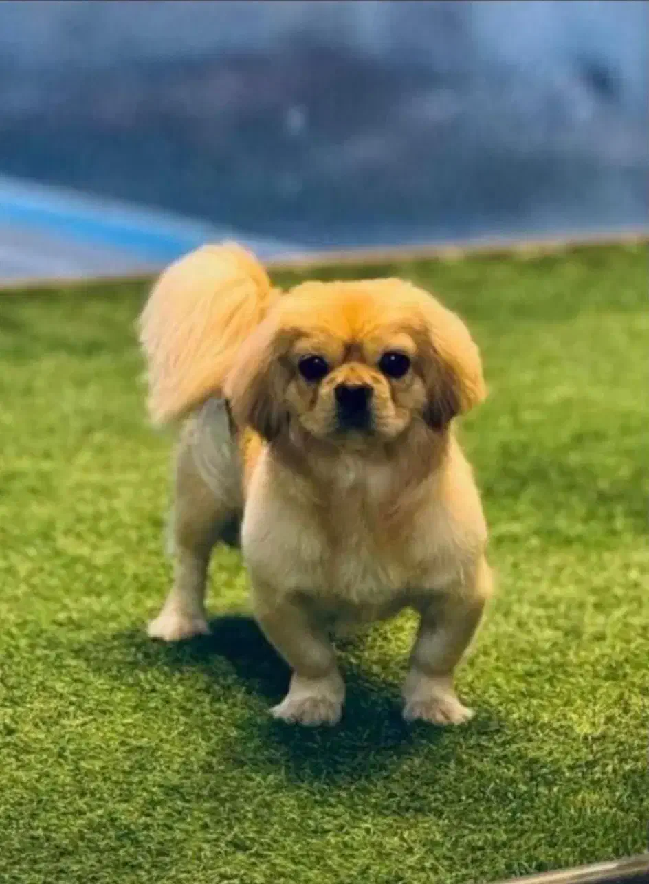 سگ پیکینیز امپریال|سگ|تبریز, |دیوار