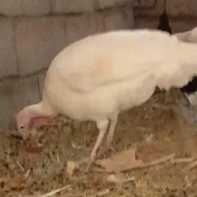 بو قلمو|حیوانات مزرعه|بم, |دیوار