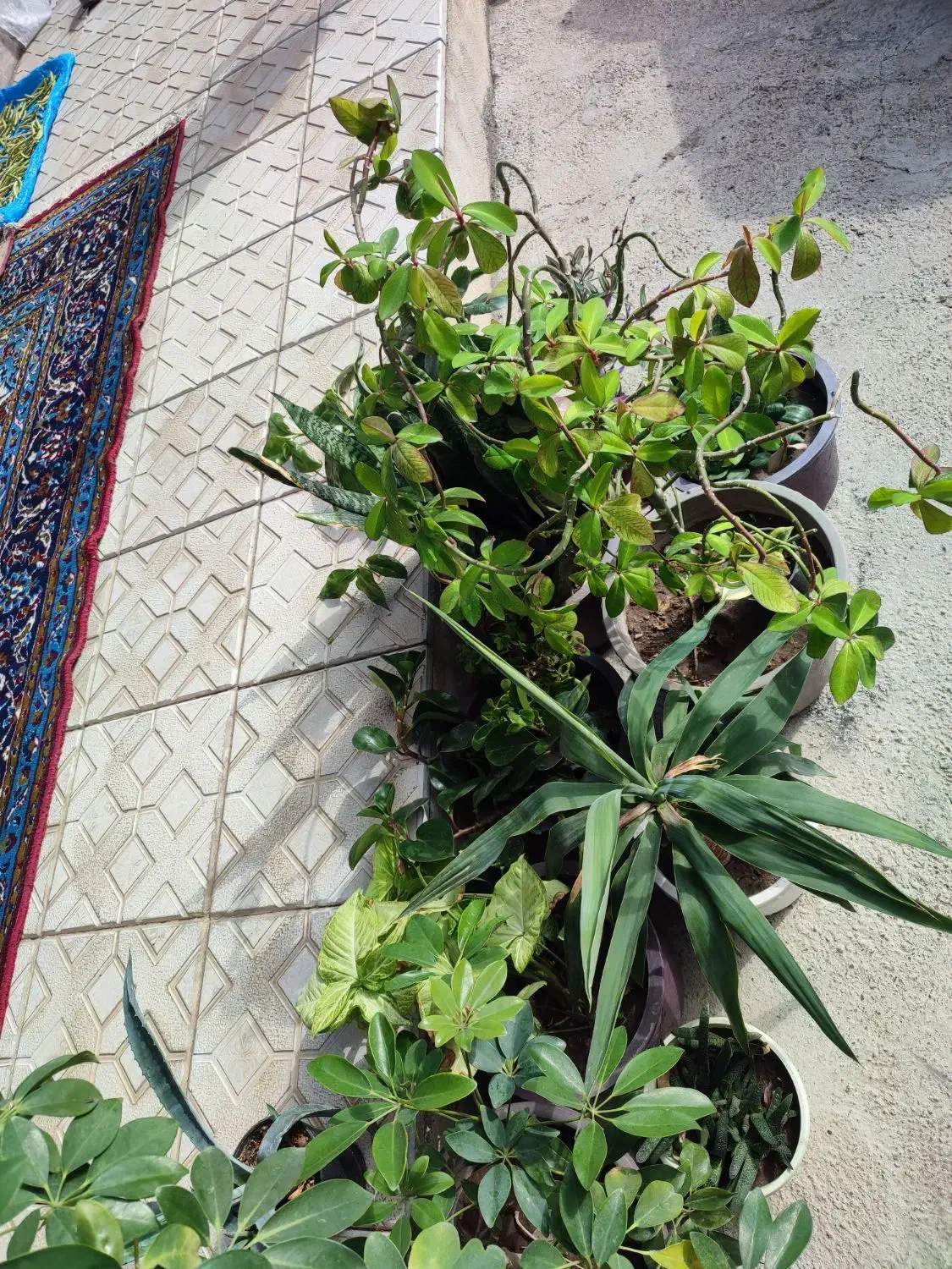 گل و گیاه|گل و گیاه طبیعی|مرند, |دیوار