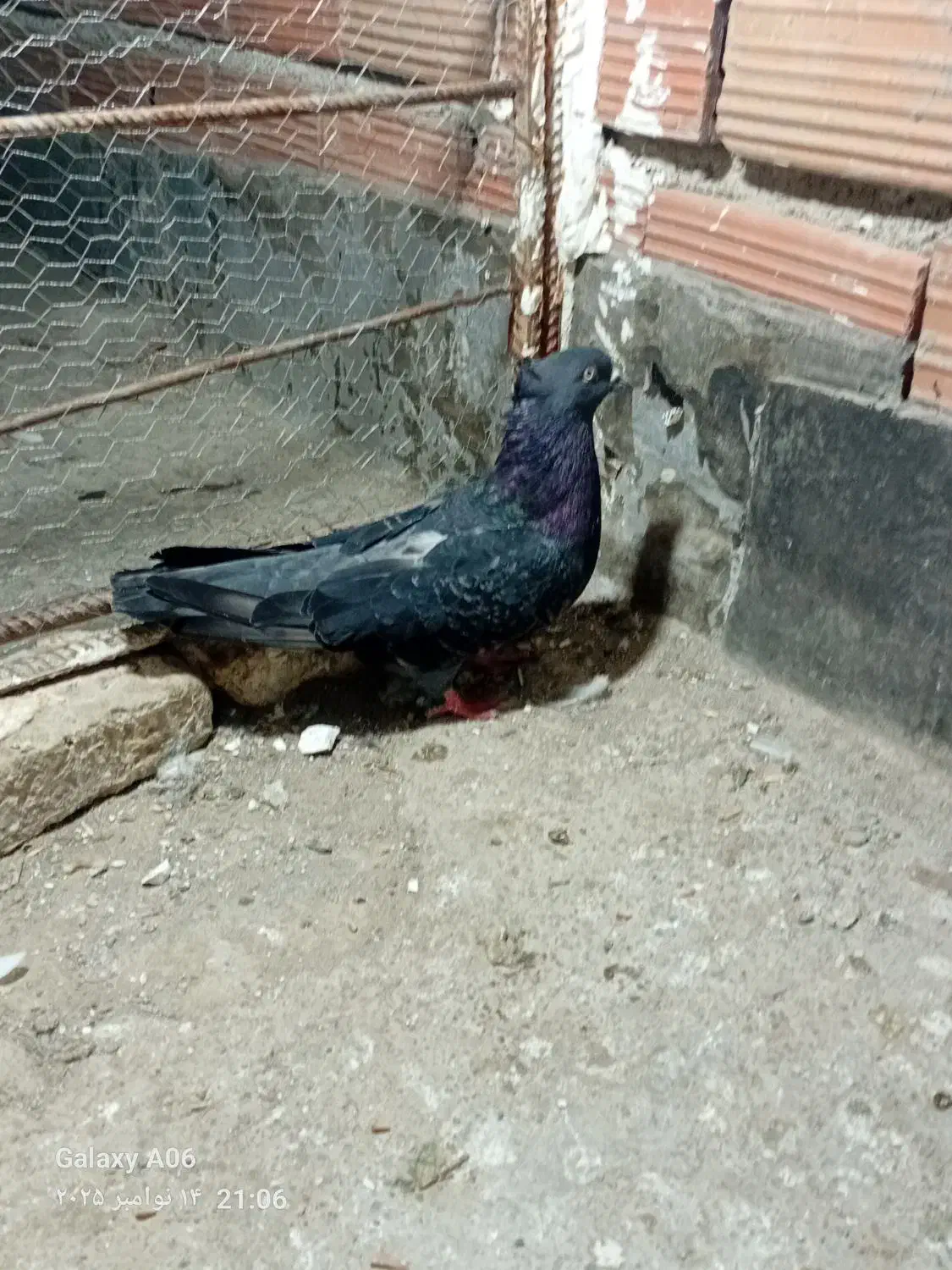 دوتا کفتر پرشی یه جوجه نر یه نر جوانه|پرنده|گرگان, |دیوار