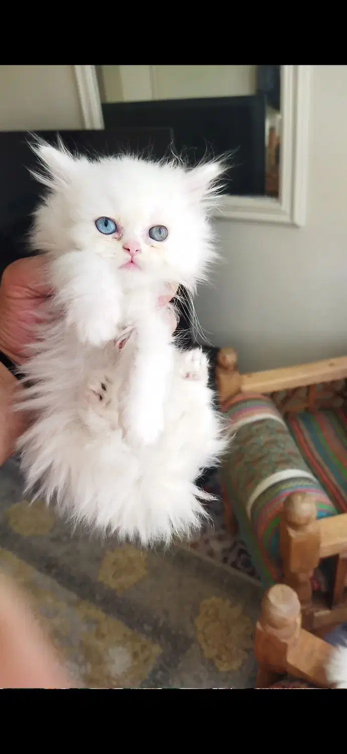 بچه گربه پرشین اشرافی خالص چشم ابی|گربه|چهاردانگه (تهران), |دیوار