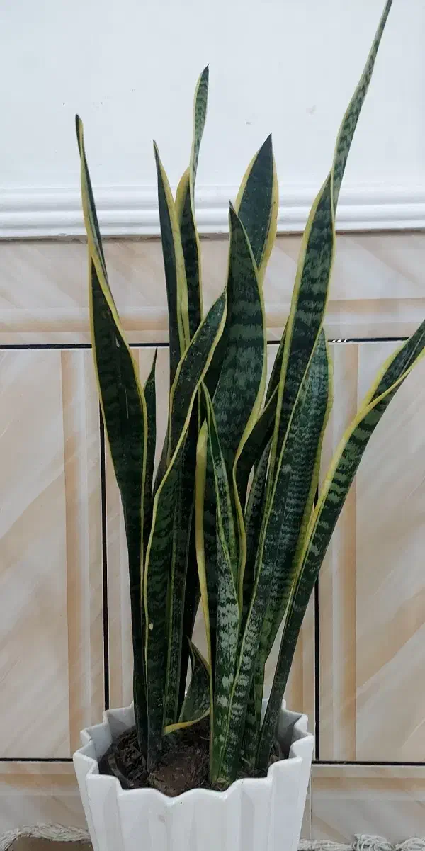 گل سانسوریا|گل و گیاه طبیعی|بندر دیر, |دیوار