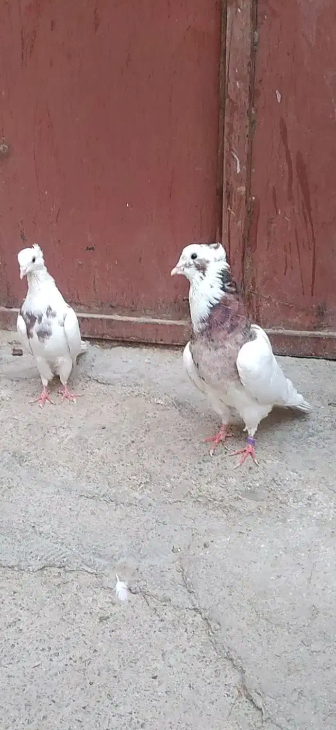 کبوتر خال|پرنده|ایلام, |دیوار