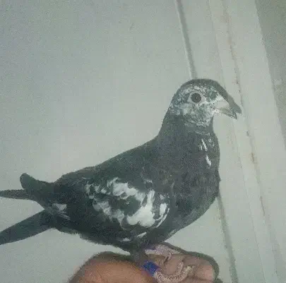 کبوتر پلاکی بزک|پرنده|صدرا-فارس, فاز ۱|دیوار