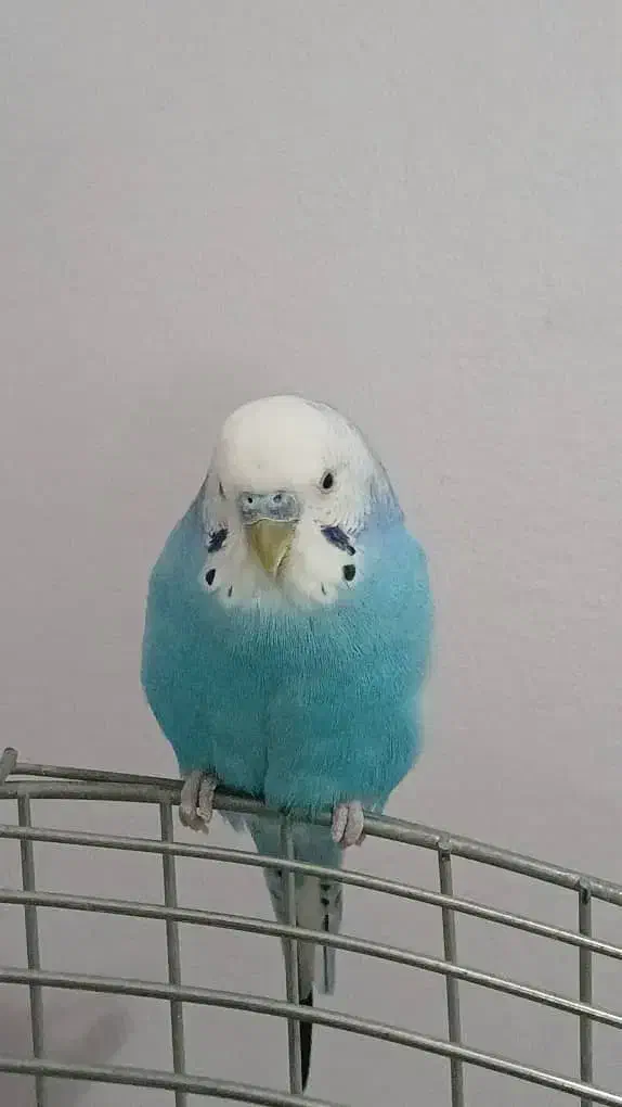 مرغعشق.سالموسرحال.کاملااهلی|پرنده|اردبیل, |دیوار